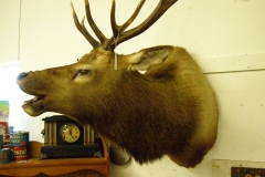 Taxidermy